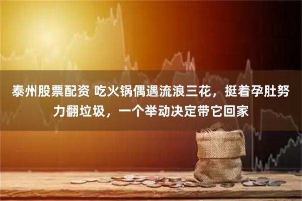 泰州股票配资 吃火锅偶遇流浪三花，挺着孕肚努力翻垃圾，一个举动决定带它回家